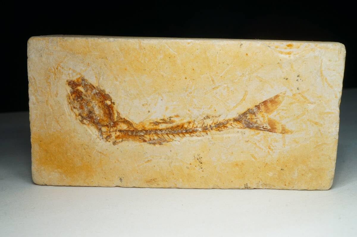 Amazon.co.jp: 綺麗で上質ブラジル産 魚の化石(ダスティルベ) 化石72.8